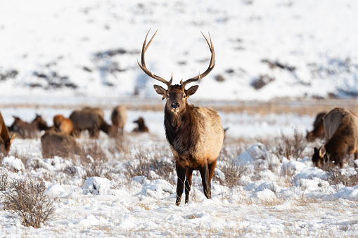 Elk, cervus canadensis, Grand Teton National Park.