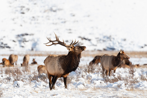 Elk, cervus canadensis, Grand Teton National Park.