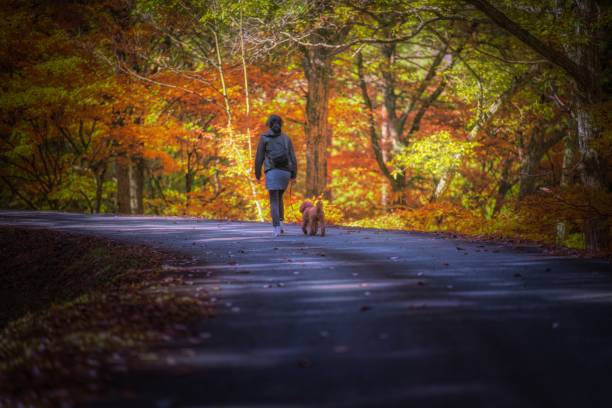 Dog-walking