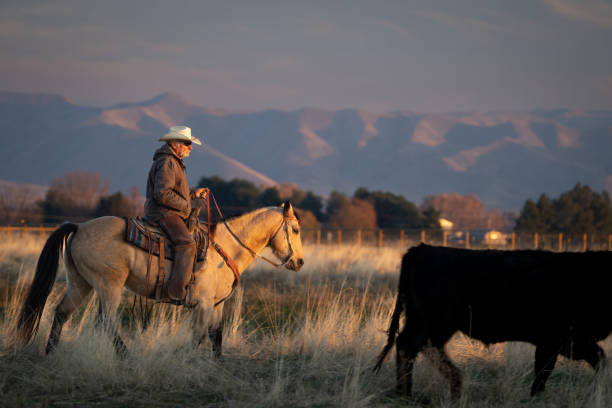 A cowboy on horse moves a cow through the pasture at sunset
