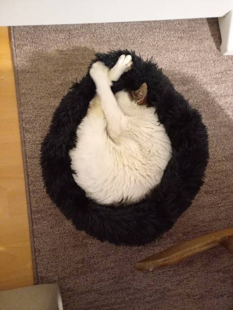 istock A cat lying in a cushion in a living room 1825470316