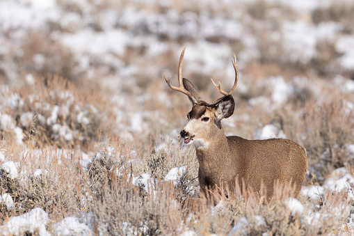 Mule Deer, odocoileus hemionus, Grand Teton National Park, Wyoming, USA