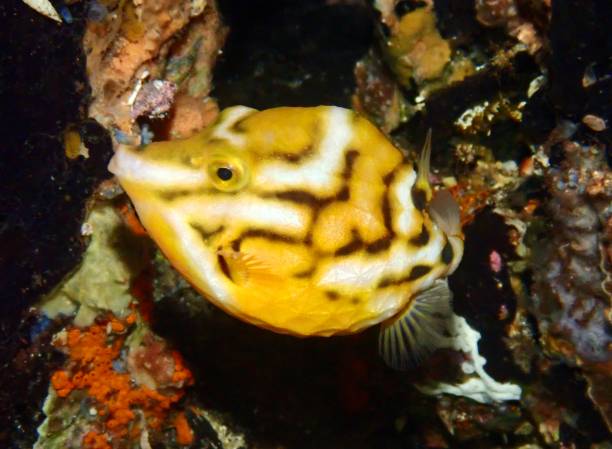 istock White Barred Boxfish flame box fish humpty dumpy Western Australia 1825487682