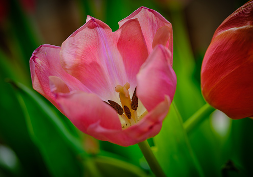 Blooming tulips in the greenhouse.Natural background.\nSmall business.Spring concept,gardening.Women's and Mother's Day.Selective focus.