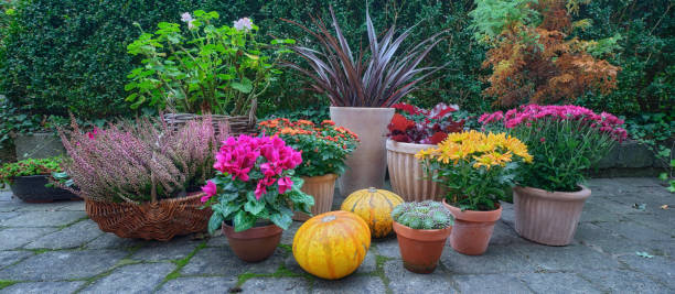 Santa Fe Style: Colorful Autumn Flowers (Mums) in Clay Pot