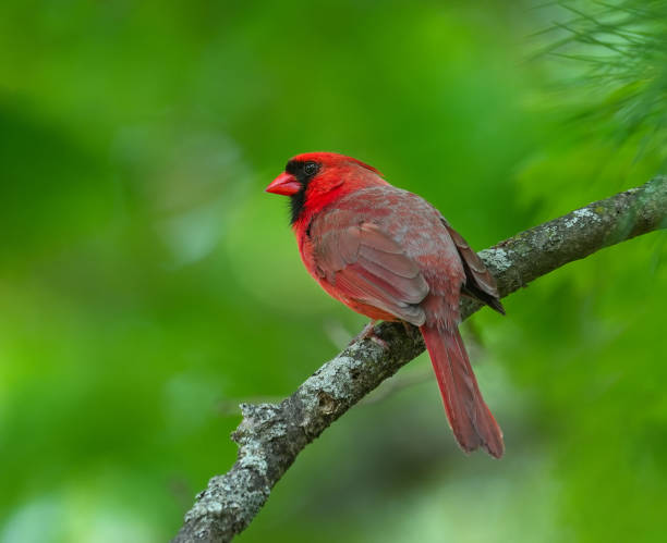 istock red cardinals standing on the tree branch 1825518397