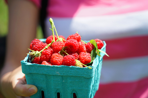 fresh picked raspberry in containers in hand