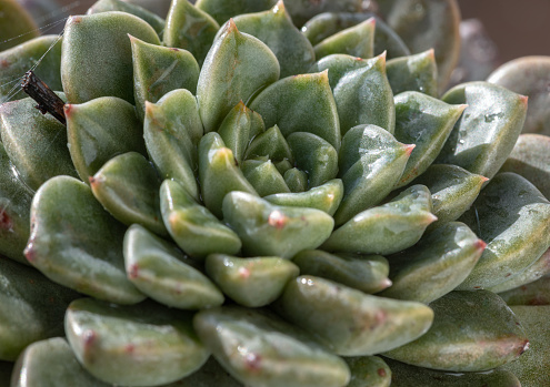 Close-up of Echeveria hyalina succulent plant in flower pot. Beautiful evergreen plant that is easy to care about, Background of natural green cactus flower, Copy space, Selective focus.