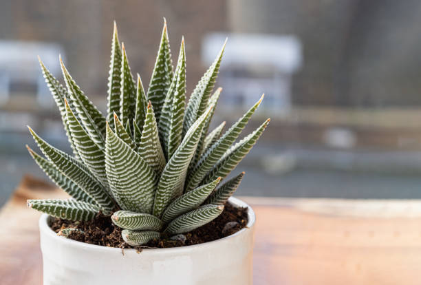 istock Haworthia limifolia (Spider White) with green base, and a unique pattern of white in ceramic pot. 1825529209