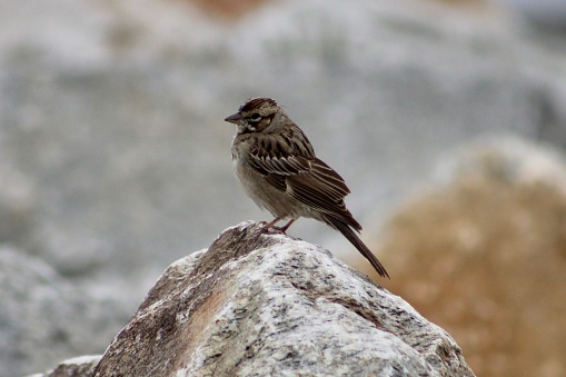 A lark sparrow perched on the boulders along the coast in Cape Forchu, NS.