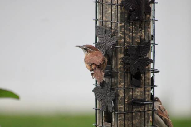 carolina wren  - sunflower seed bird seed dried food healthy eating fotografías e imágenes de stock