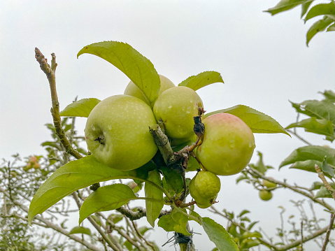 green apples (apel Malang) ready to be harvested, located in an apple plantation in Batu Malang, East Java, Indonesia