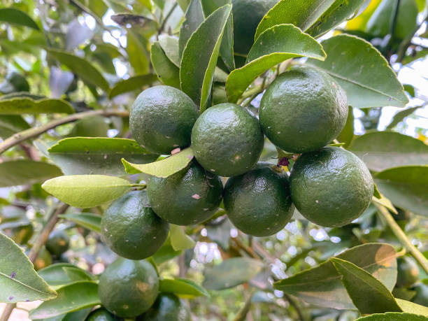 istock limes that are still green hanging on lush lime trees. location in Tulungagung, East Java 1825553532