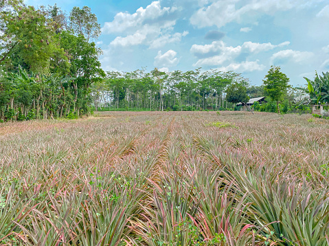 Two ripe pineapples growing on plantation, Azores