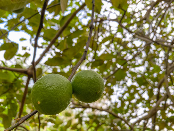 istock limes that are still green hanging on lush lime trees. location in Tulungagung, East Java 1825556372