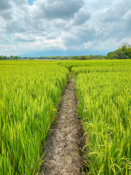 istock rice plants in vegetative stage. Located in the rice fields of Ngawi, East Java, Indonesia. 1825557147