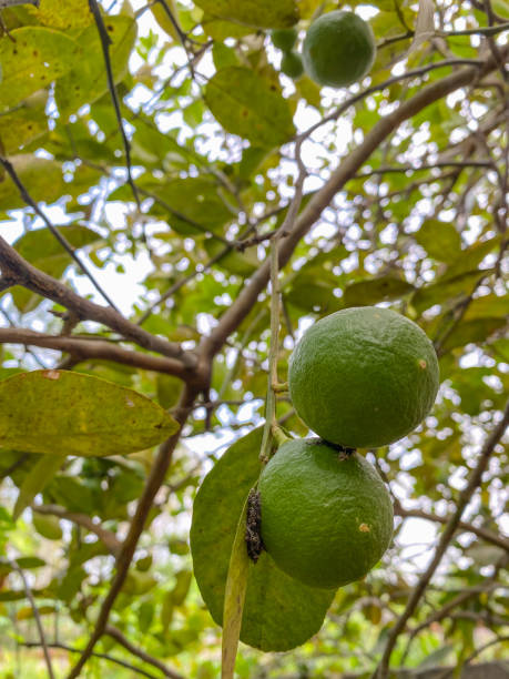 istock limes that are still green hanging on lush lime trees. location in Tulungagung, East Java 1825564058