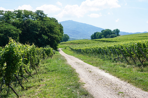 Road through vineyards, view towards Black Forest.