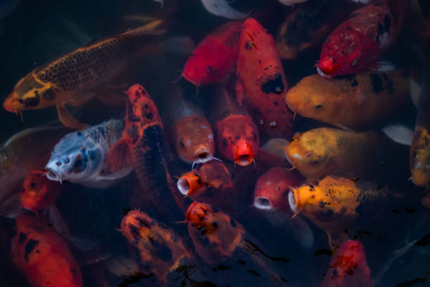 istock Starving Hungry Large Group of Koi Fish 1825579006