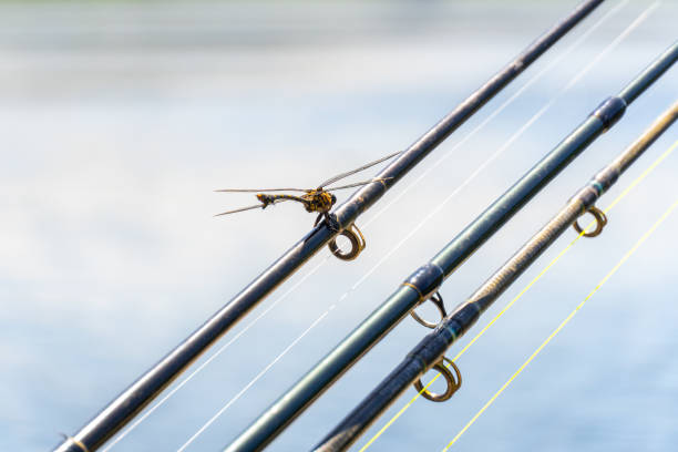 istock Dragonfly on Fishing Rods 1825585902