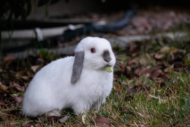 istock Funny Grey Ear White Bunny Eating Leaf Silly 1825608262