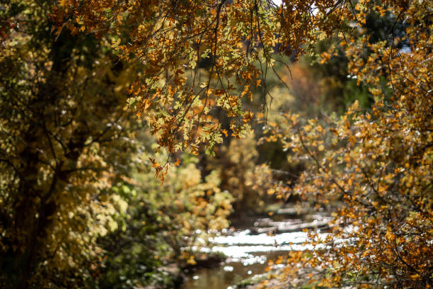 istock Reflective Riverbed Landscape Utah Autumn 1825608772