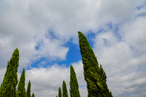 Cypress in toscana