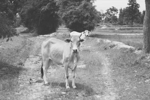 farming cow in asia