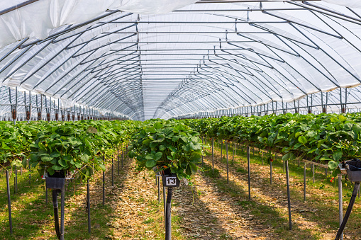 Lush, orderly rows of strawberry plants covered with protective tunnels, showcasing the careful cultivation of these delicious fruits, California.