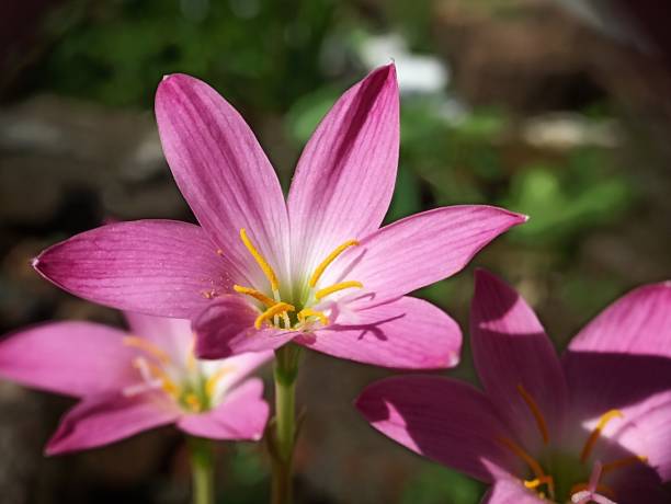 zephyranthes fiori rosa in giardino. giglio di pioggia bella fioritura in giardino, bellissimi fiori luminosi primo piano, giglio rosa zephyranthes selezionare la messa a fuoco. - zephyranthes lily foto e immagini stock