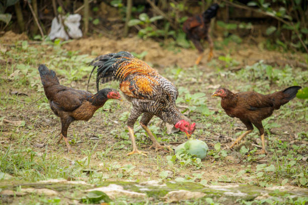 istock Pasture raised chickens eating stock photo 1825713963