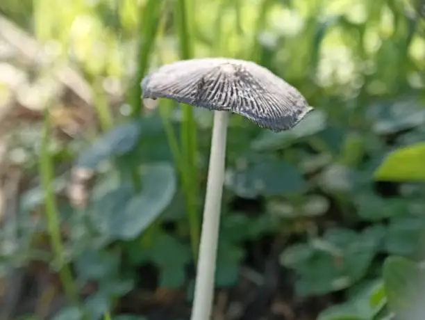 Photo of panaeolus foenisecii .mower's mushroom, haymaker or brown hay mushroom