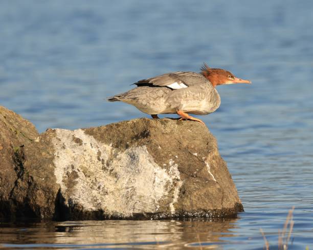 istock Female Merganser on a Rock 1825737603