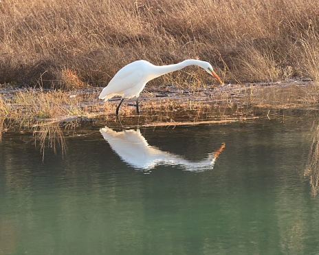 A solitary Snowy Egret is standing on the water's edge peering into  the water hunting for prey. The bird is mirrored by its reflection in the water.