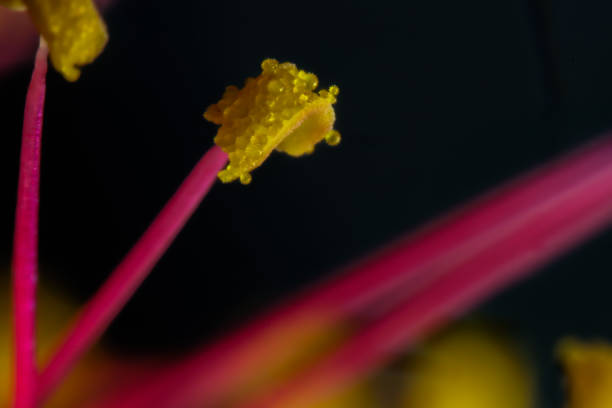 macro photo, flower shoots