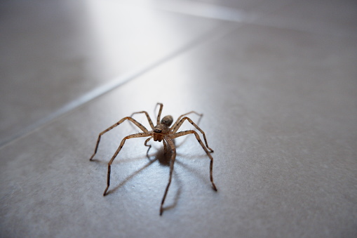 Closeup of a large Brown recluse spider, missing two legs.