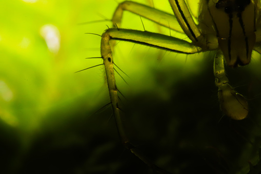 closeup photo of unique little spider