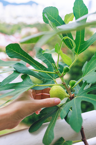 In a close-up view, a woman's hands are gently plucking a ripe fig from a fig tree, showcasing the harvest process with a natural and organic touch.