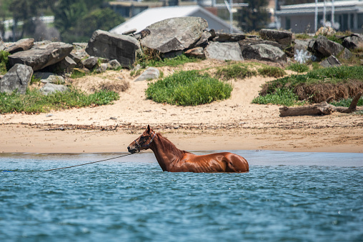 A brown horse is bathed in the ocean in summer, floats in water