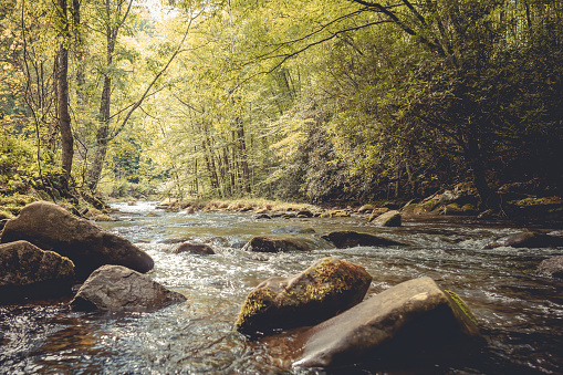 This enchanting image captures a gentle stream flowing through the heart of the Smoky Mountain National Park in Tennessee. Dappled sunlight filters through the canopy of verdant trees, casting a warm, golden hue over the scene. Smooth rocks, cloaked in moss, are strewn throughout the babbling brook, creating ripples and the soothing sound of moving water. The forest surrounding the stream is alive with the lush greenery of the Smokies, offering a tranquil retreat into nature's embrace.