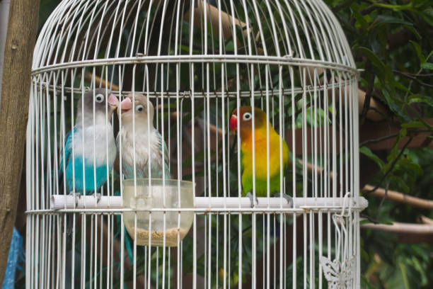 istock Love triangle in lovebirds or Agapornis 1825812439
