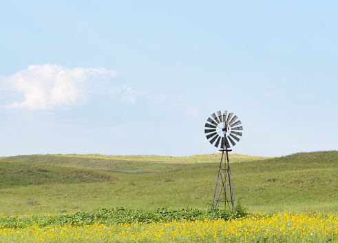 Old metal windmill standing amid native sunflowers in a prairie in Nebraska with sandhills in the distance and a cumulus clouds above.