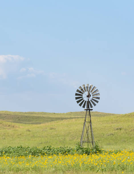 mulino a vento dell'annata su una prateria circondata da girasoli nativi nelle colline sabbiose del nebraska - nebraska midwest usa farm prairie foto e immagini stock