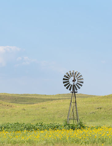 Vintage metal windmill standing amid native sunflowers in a prairie in Nebraska with sandhills in the distance.