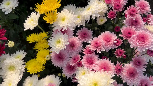 Mixed color chrysanthemum flowers closeup