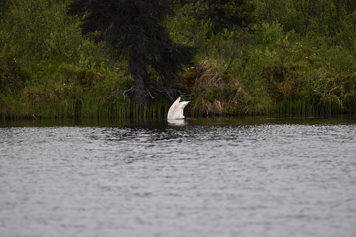 Swan Swimming and diving for food in Pond in Denali Alaska