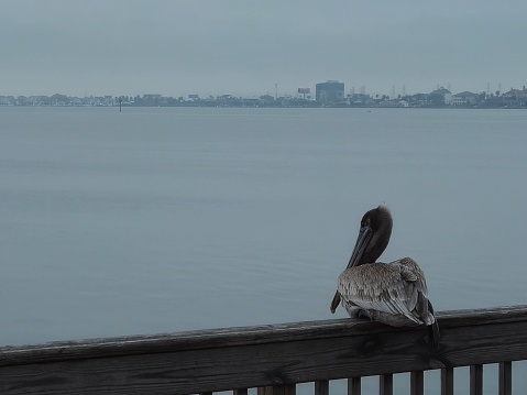 Pelican Resting On Pier On Galveston Bay