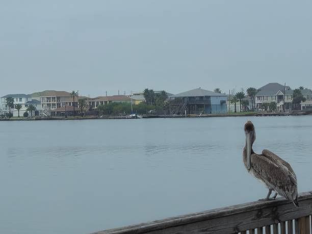 Pelican Resting On Pier On Galveston Bay