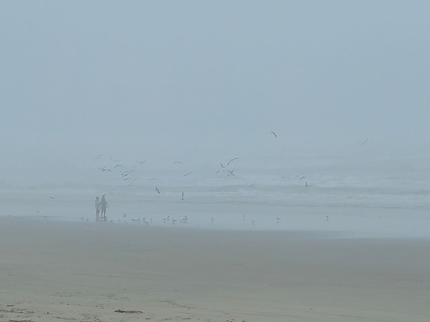 Two Unrecognizable People On Foggy Beach With Flock Of Birds Flying Over