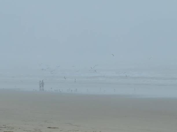 fog on beach - gulls in flight birds over water foggy scene with birds imagens e fotografias de stock
